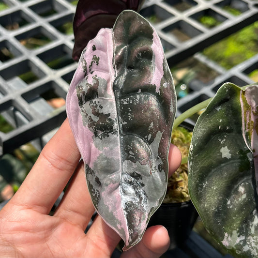 Alocasia Cuprea Variegated ‘NomYen’ - Exact Plant (A011)