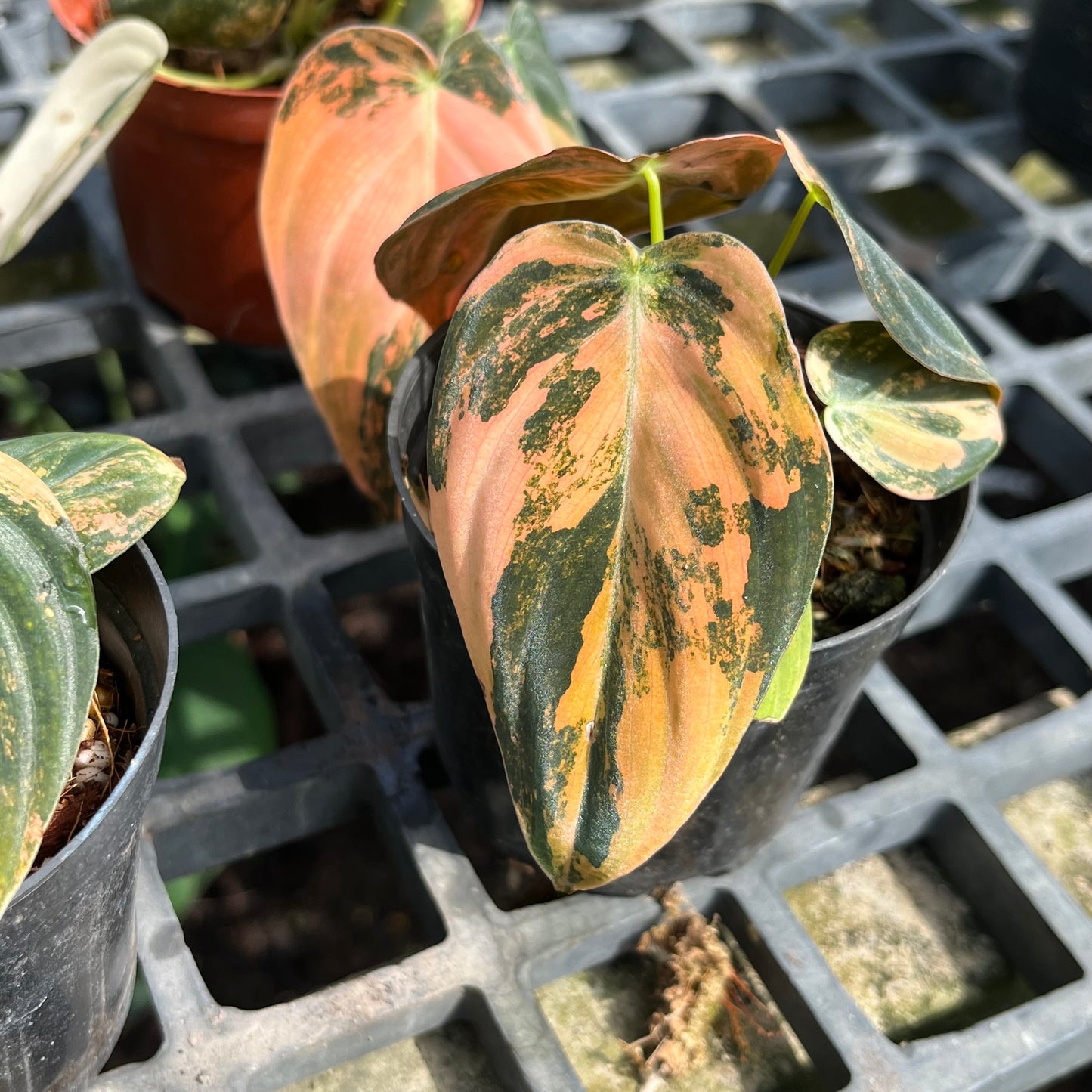 Philodendron Melanochrysum ‘BonFire’ Orange Variegated
