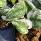 Scindapsus Mayari Variegated