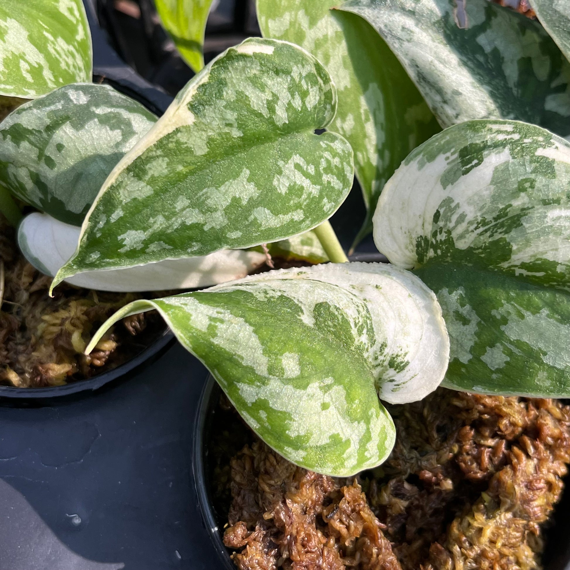 Scindapsus Mayari Variegated