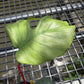 Monstera Jade Goblin - Exact Plant (M056)