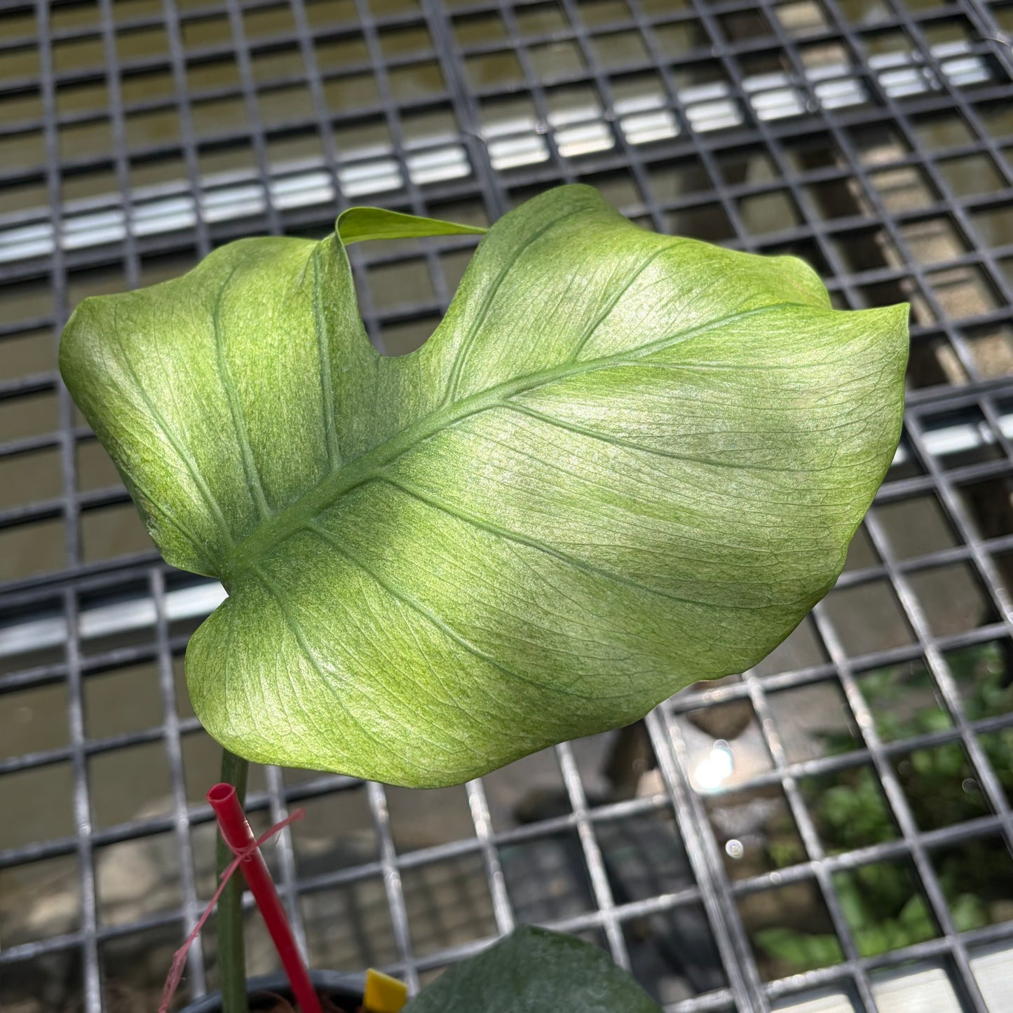Monstera Jade Goblin - Exact Plant (M056)