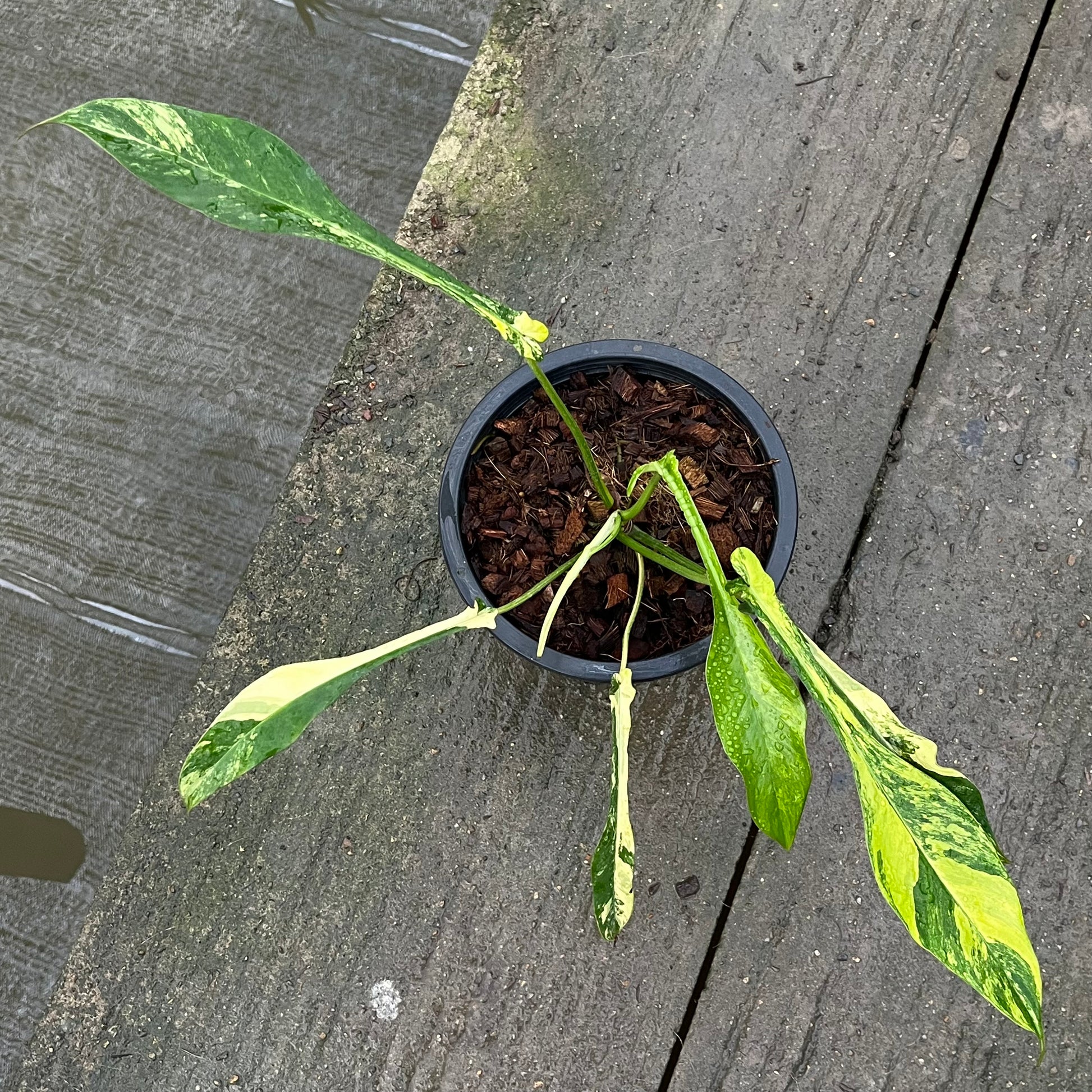 Philodendron Joepii Variegated Aurea - Exact Plant