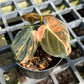 Philodendron Melanochrysum ‘BonFire’ Orange Variegated