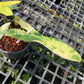Philodendron Jennifer Variegated - (Hybrid P. Florida Beauty x P. Billietiae) - Exact Plant (P061)