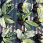 Rhaphidophora Gorilan variegated