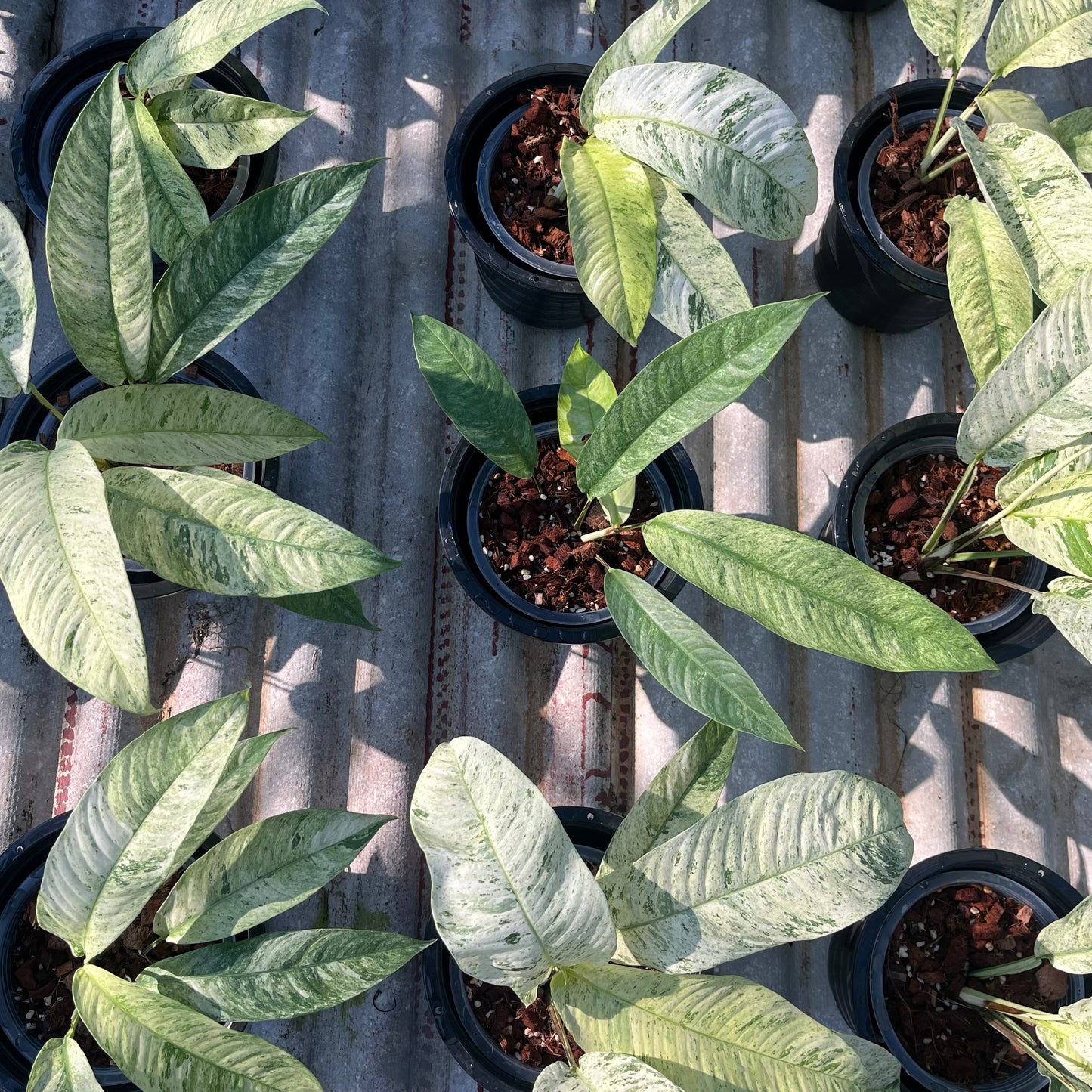Rhaphidophora Gorilan variegated