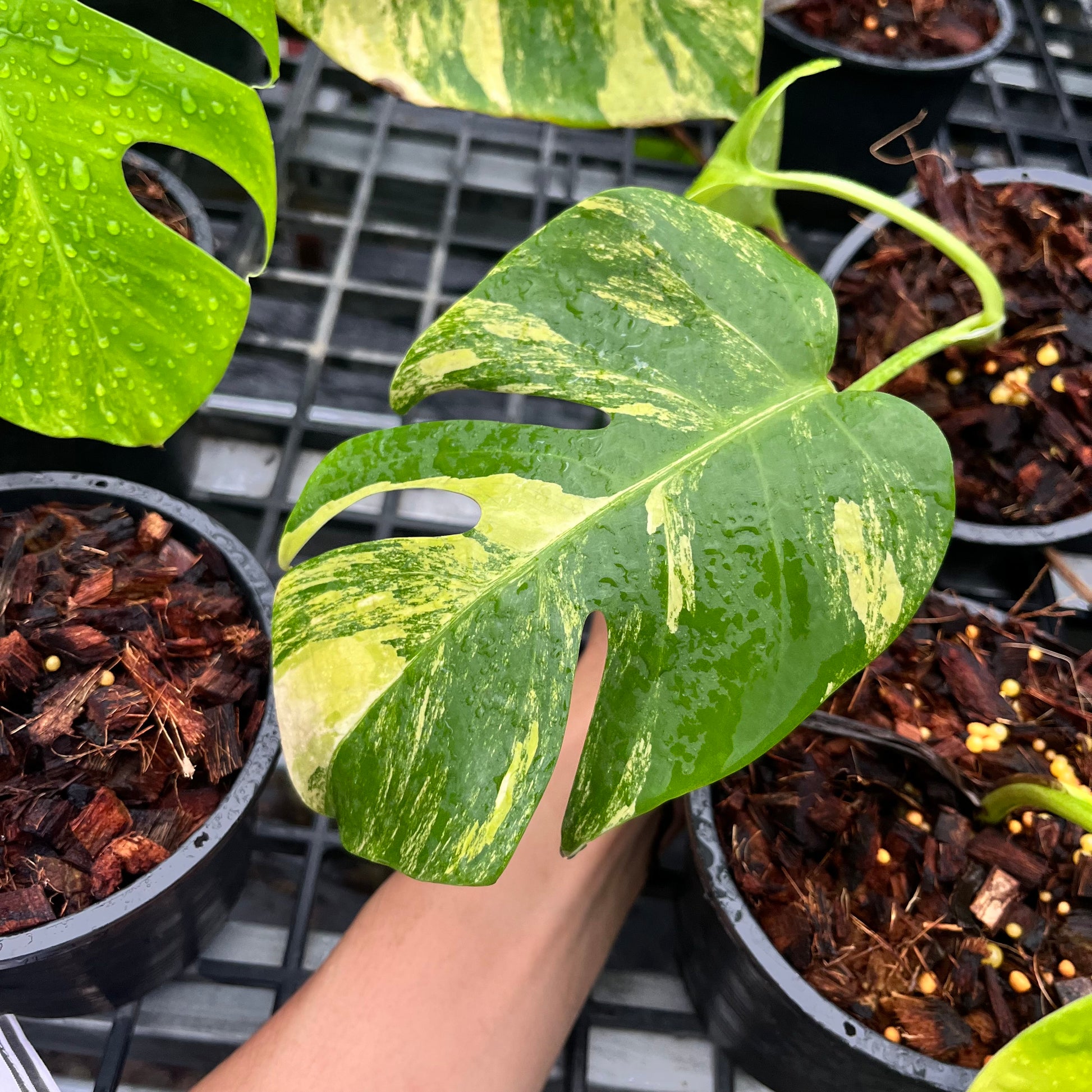 monstera borsigiana plant Monstera Borsigiana Aurea – Greenroom Planter