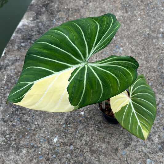 Philodendron Gloriosum Variegated Albo Type 1 - Exact Plant (P059)