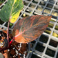 Philodendron Princess Of Fire - Exact Plant (P039)