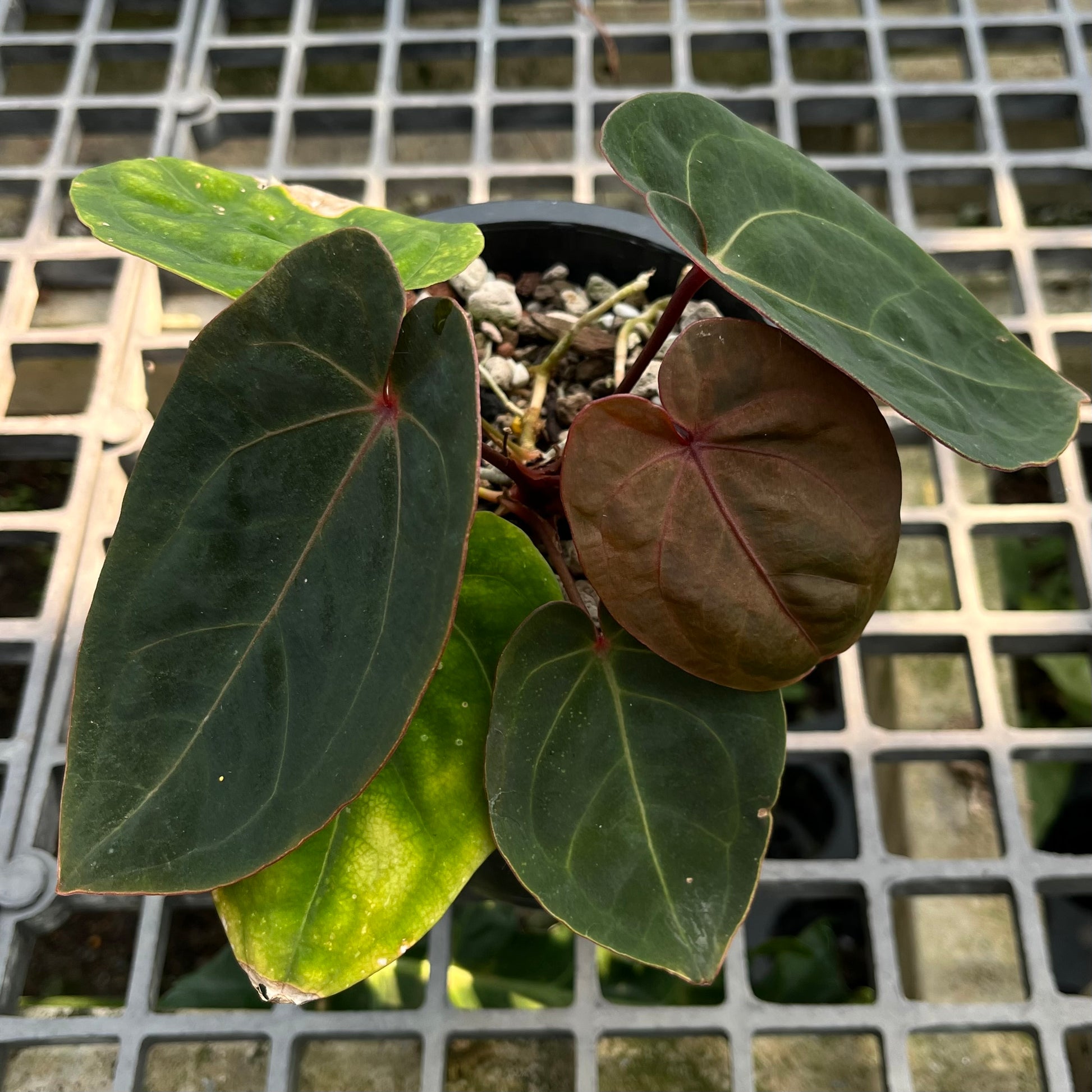 Anthurium hoffmanii Red Sinus ‘Blood Moon’ – Rare Hybrid Anthurium Clone

Exotic Aroid | Dark Velvet Foliage | Red Sinus | Australian Hybrid

Anthurium hoffmanii Red Sinus ‘Blood Moon’ is a famous Australian hybrid known for its dark velvety leaves and striking red sinus. This plant is a clone of the original ‘Blood Moon’, ensuring the same bold, eye-catching appearance highly sought after by collectors.