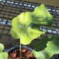 Monstera Famicito - Large Size - Exact Plant (M047)