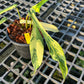 Philodendron Joepii Aurea Variegated - Exact Plant (P038)