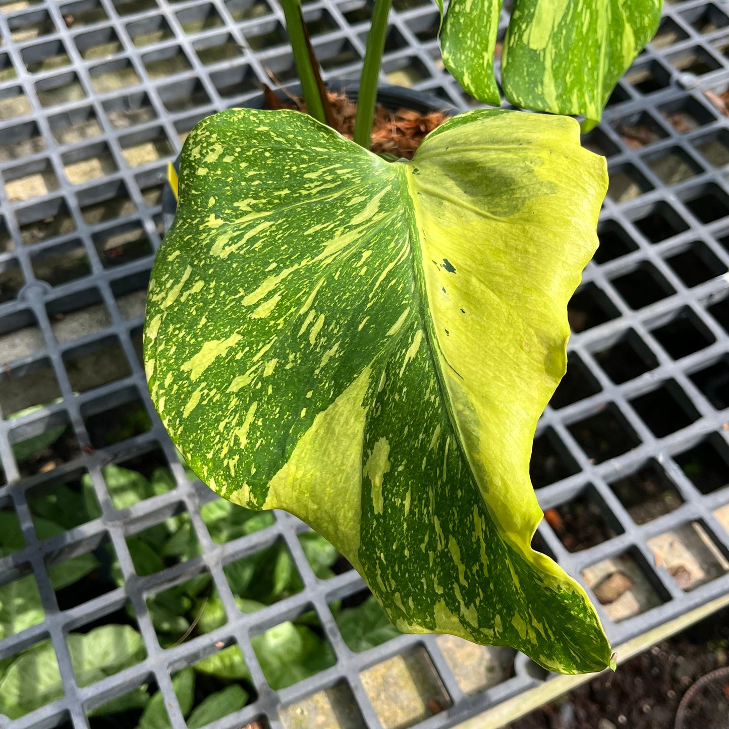 Monstera King Electrolyte - Non TC - Exact Plant (M032)