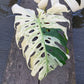 Monstera Deliciosa White Tear - Large Form Mint - Large Size - Exact Plant (M045)