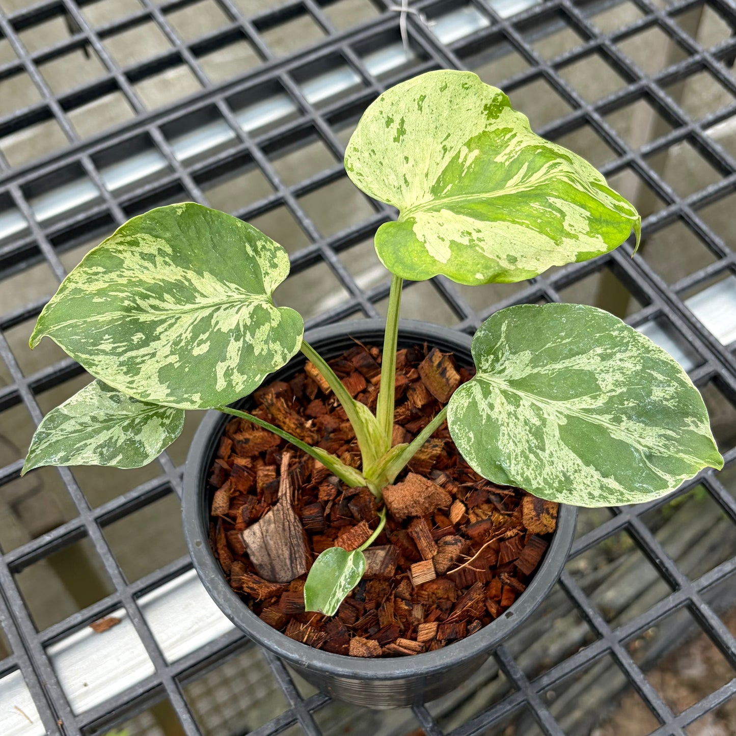 Monstera Bulbasaur - Exact Plant (M050)