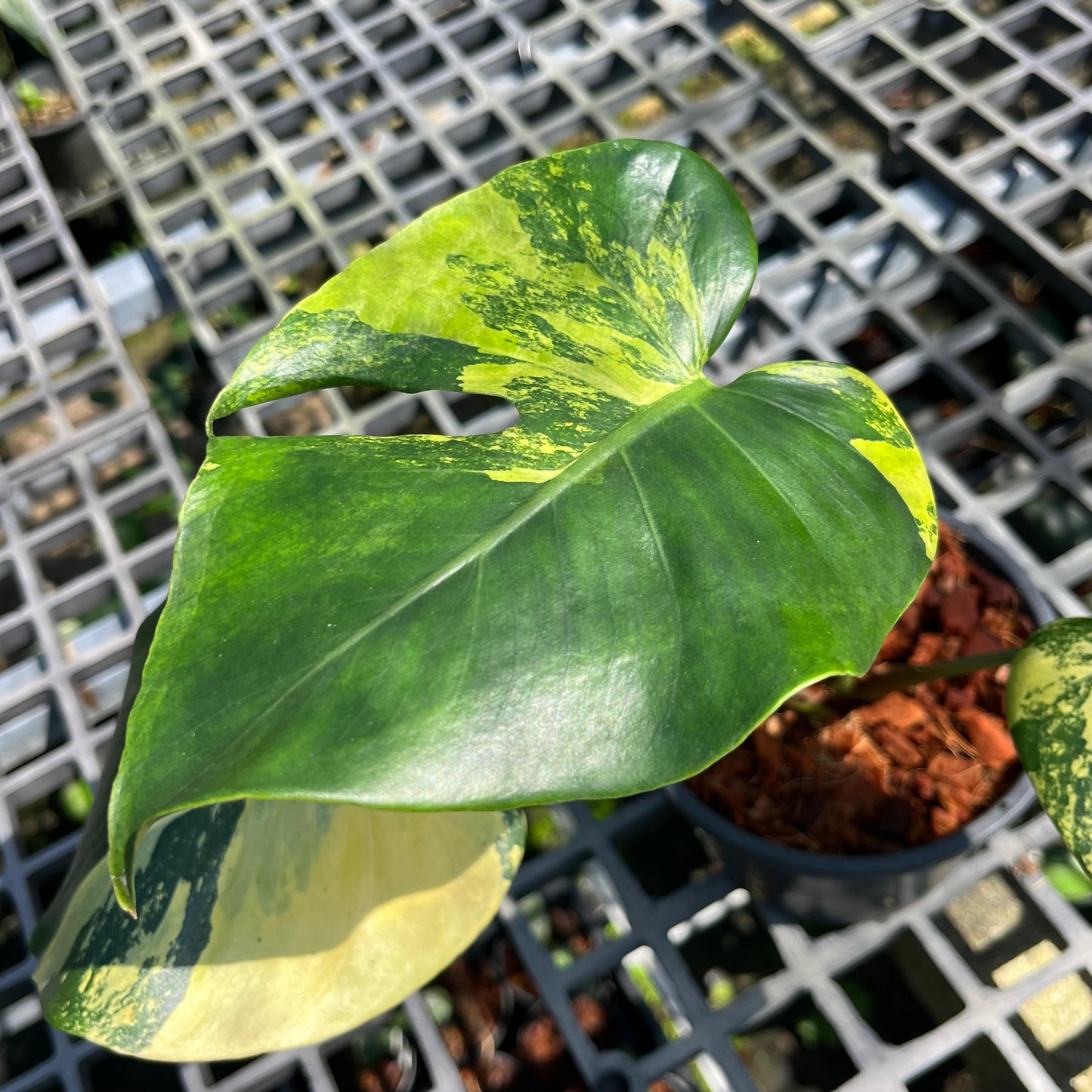 Monstera Deliciosa Sport Variegated - Seed Grown - Exact Plant (M031)