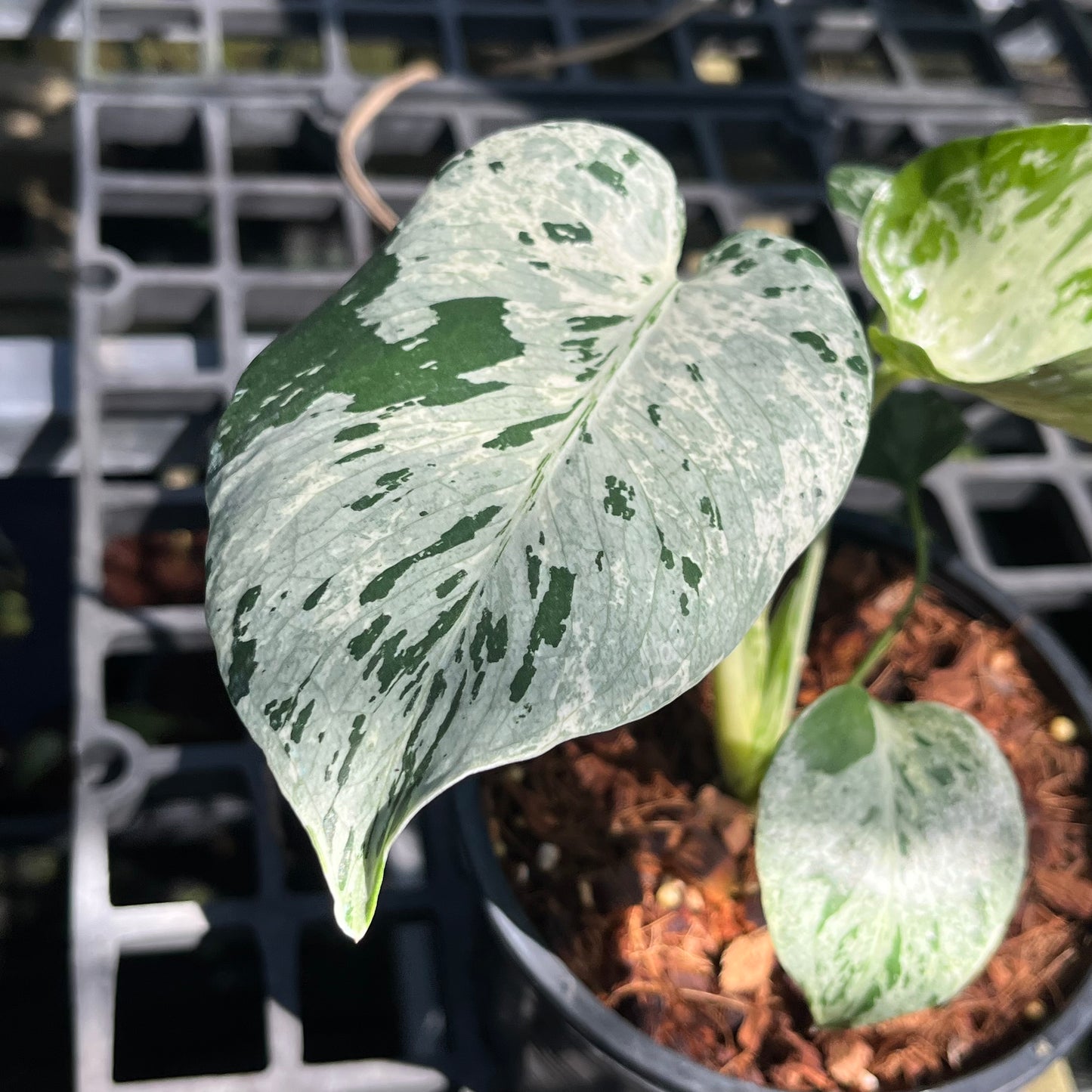 Monstera Bulbasaur