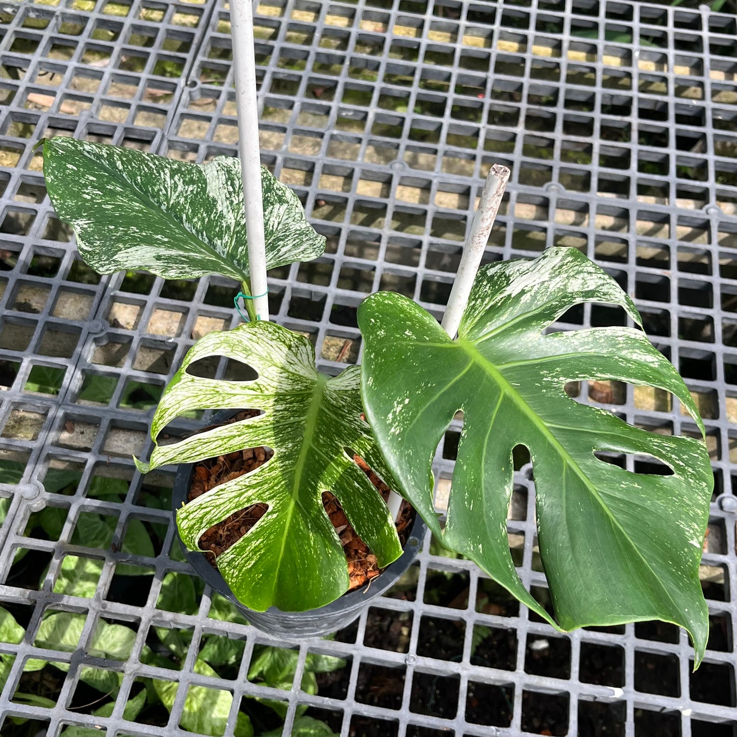 Monstera Devil Monster - Exact Plant (M034)