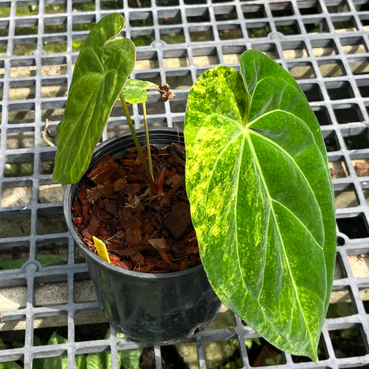 Anthurium Papillilaminum Hybrid Variegated - Exact Plant (A019)