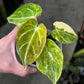 Anthurium Forgetii var. x Heinz