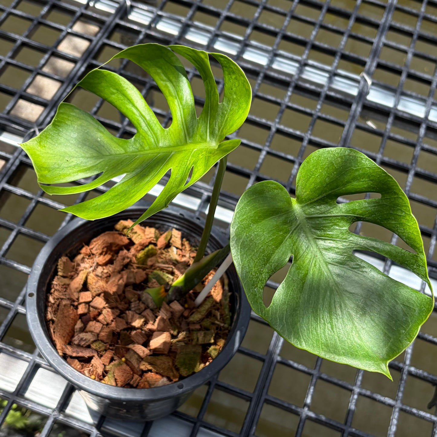 Monstera Deliciosa ‘Lion Fish’ - Exact Plant (M053)