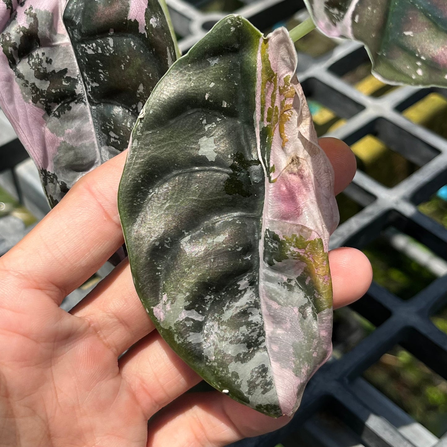 Alocasia Cuprea Variegated ‘NomYen’ - Exact Plant (A011)