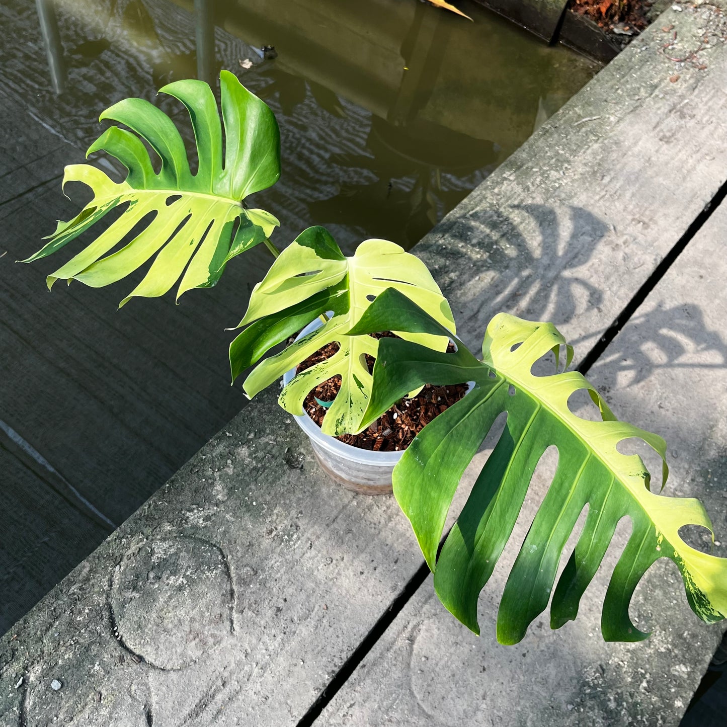 Monstera Light Lime