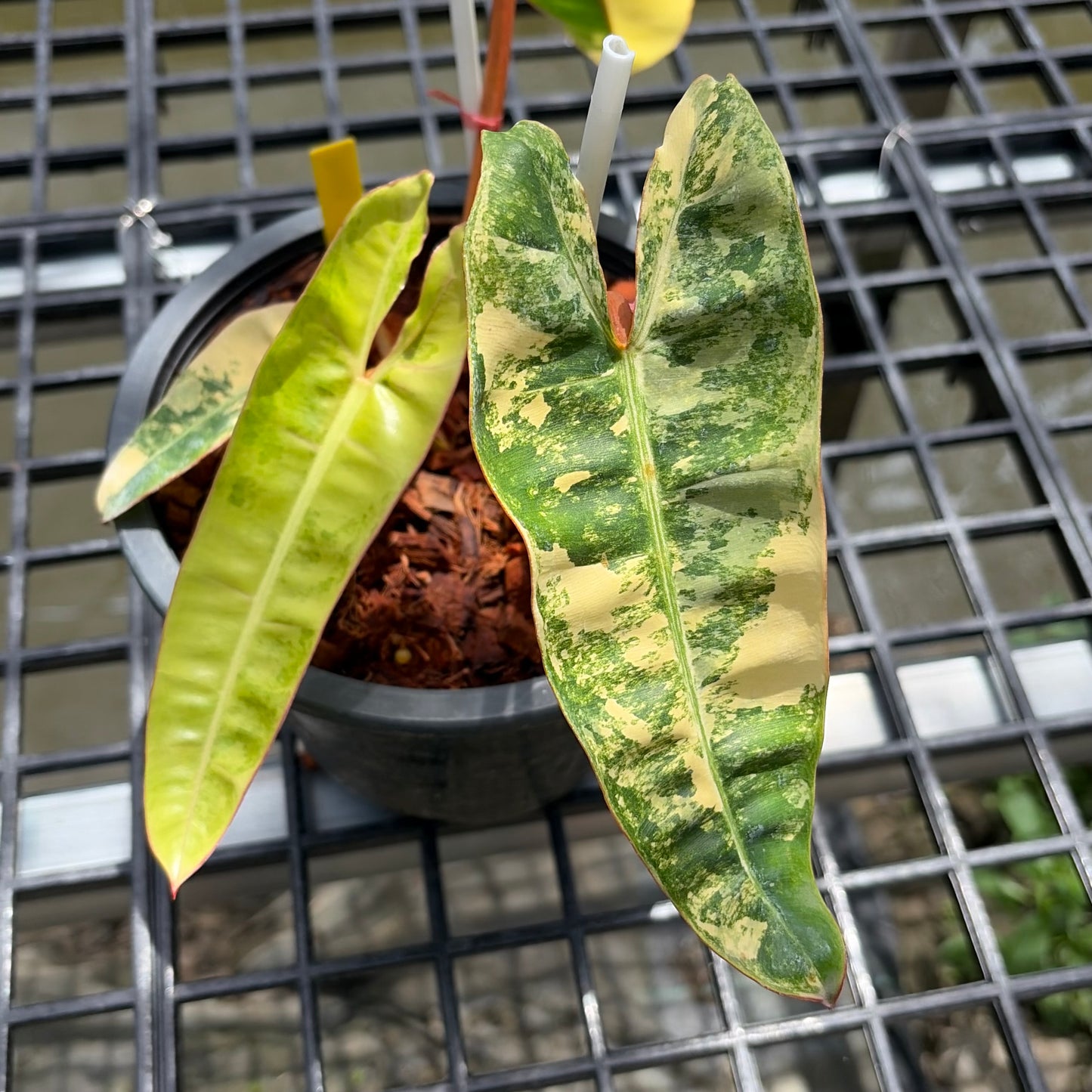 Philodendron Billietiae Variegated - Exact Plant (P067)
