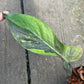 Philodendron Florida Bronze Variegated - Exact Plant (P035)