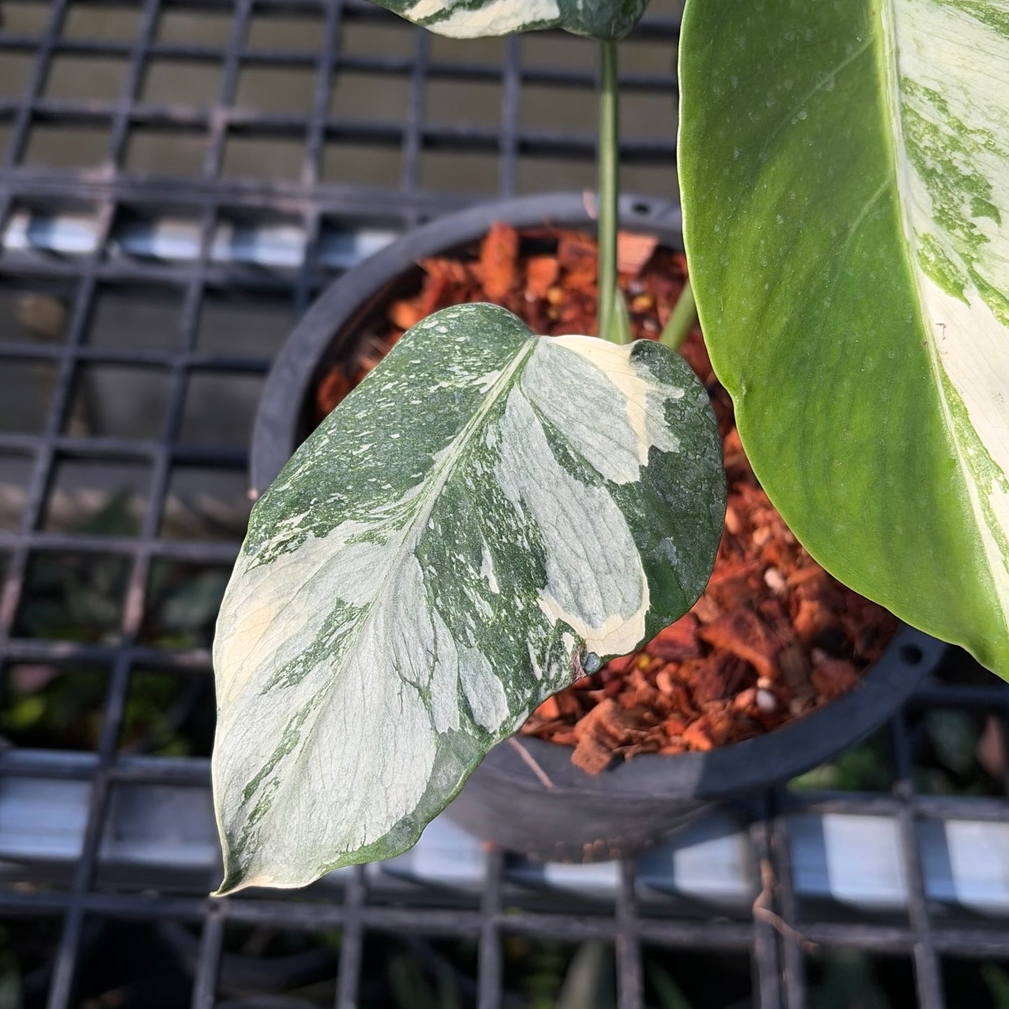 Monstera Deliciosa ‘Casper’ Variegated - Exact Plant (M054)