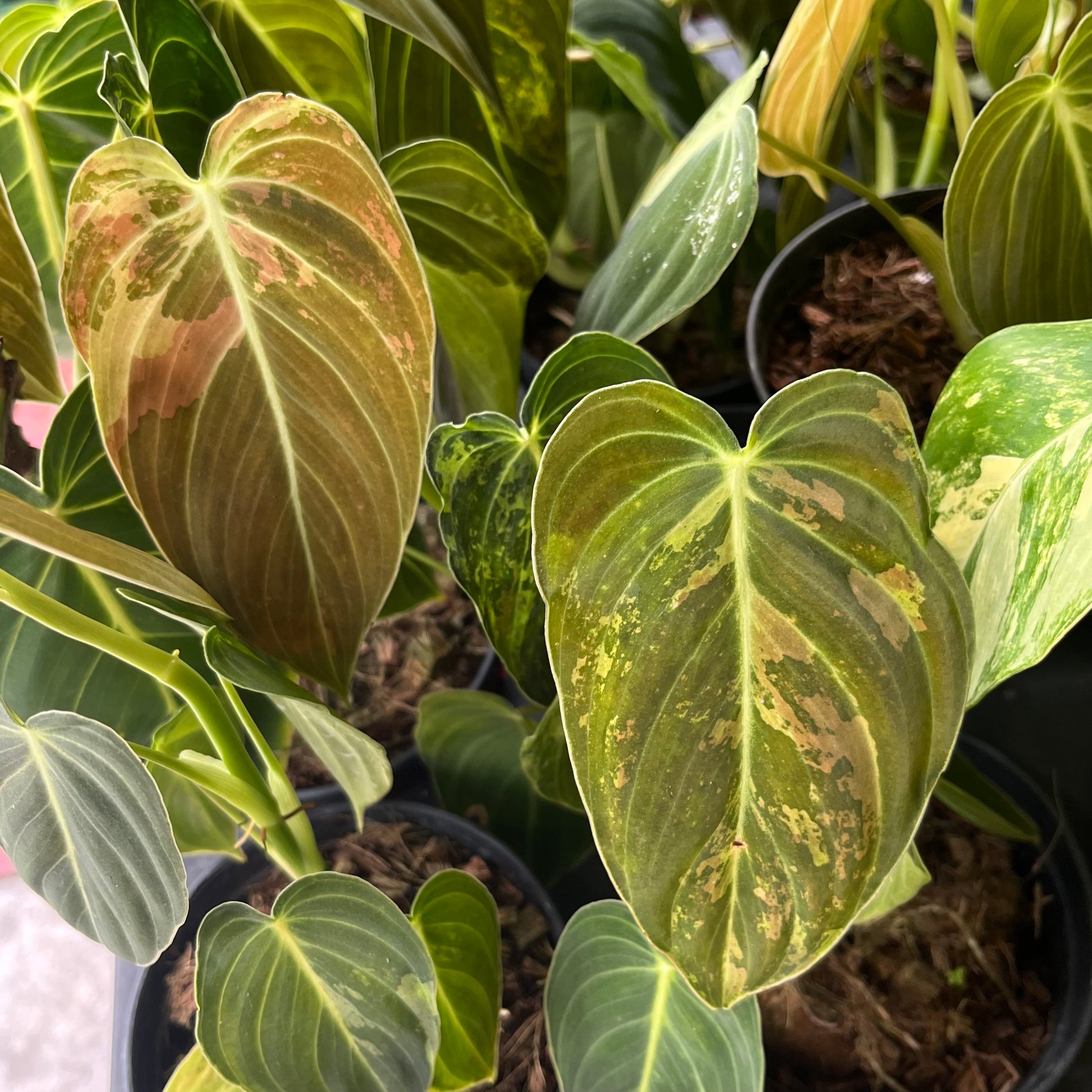 philodendron green and yellow Philodendron melanochrysum variegatum