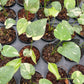 Monstera Thai Constellation - Small Size