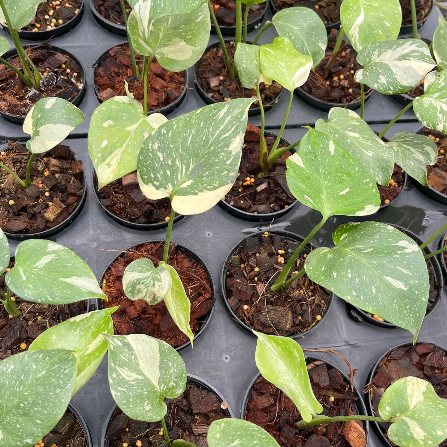Monstera Thai Constellation - Small Size