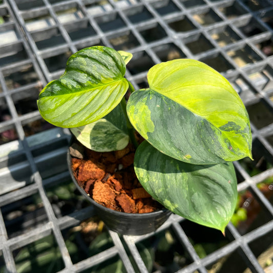 Philodendron Brandtianum Variegated - Exact Plant (P045)