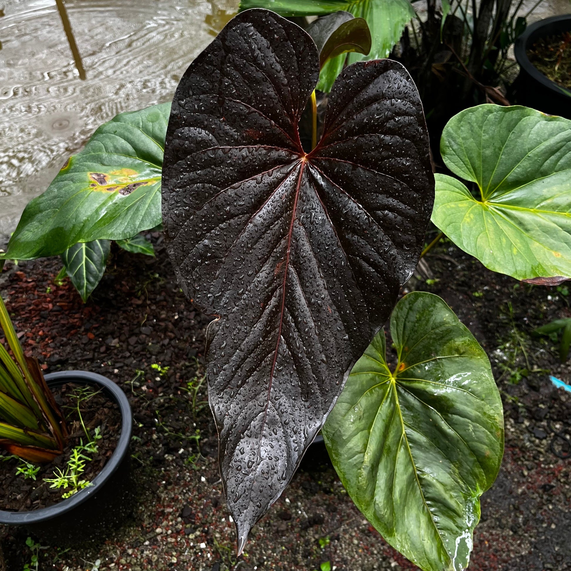 anthurium medium Anthurium Moodeanum – Greenroom Planter