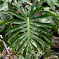 Monstera Deliciosa ‘Lion Fish’ - Exact Plant (M053)