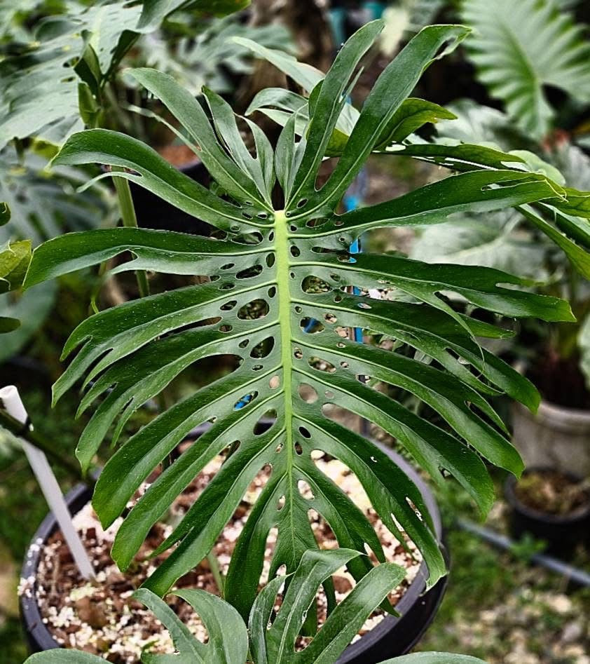 Monstera Deliciosa ‘Lion Fish’ - Exact Plant (M053)