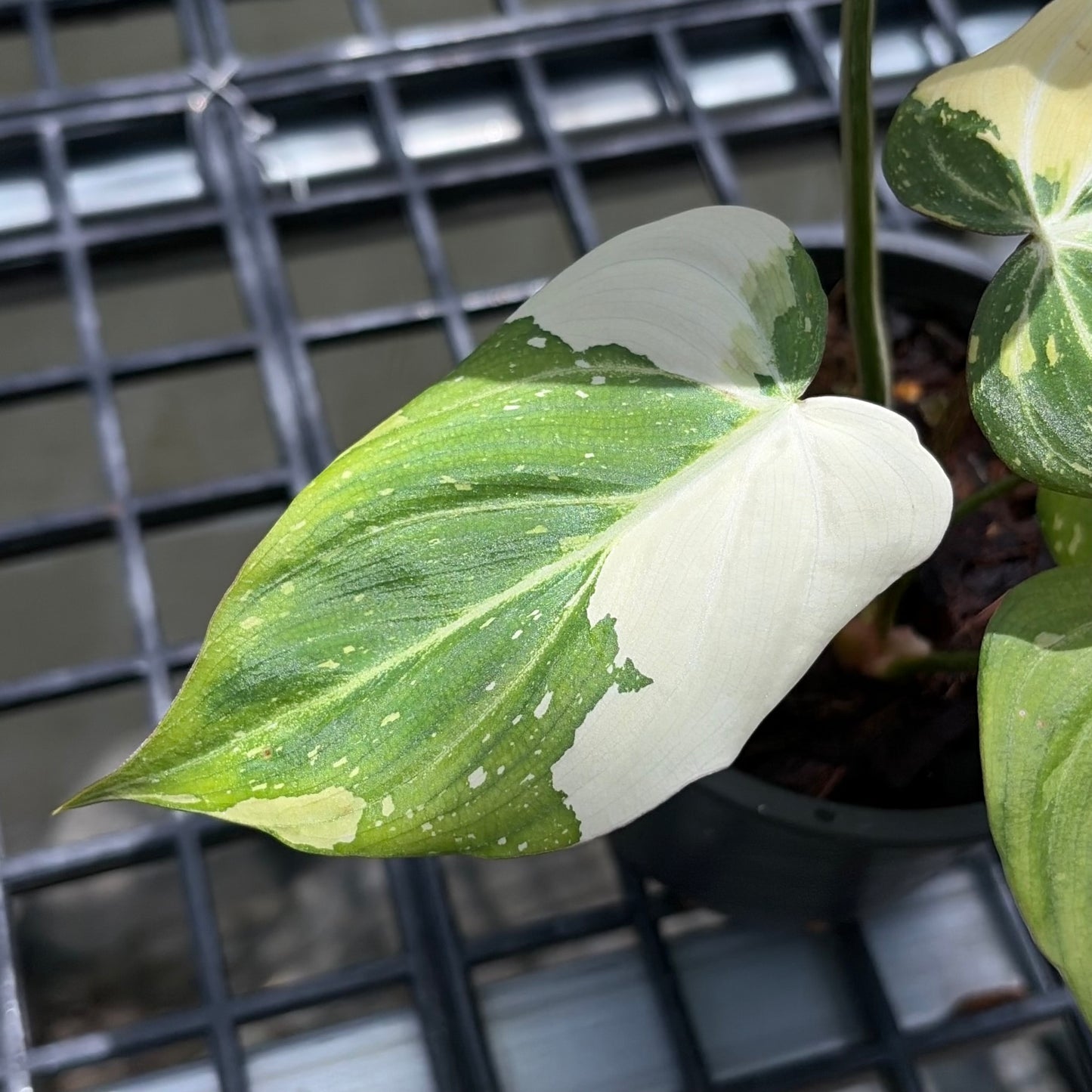 Philodendron Gloriosum Tricolor Variegated - Exact Plant (P066)
