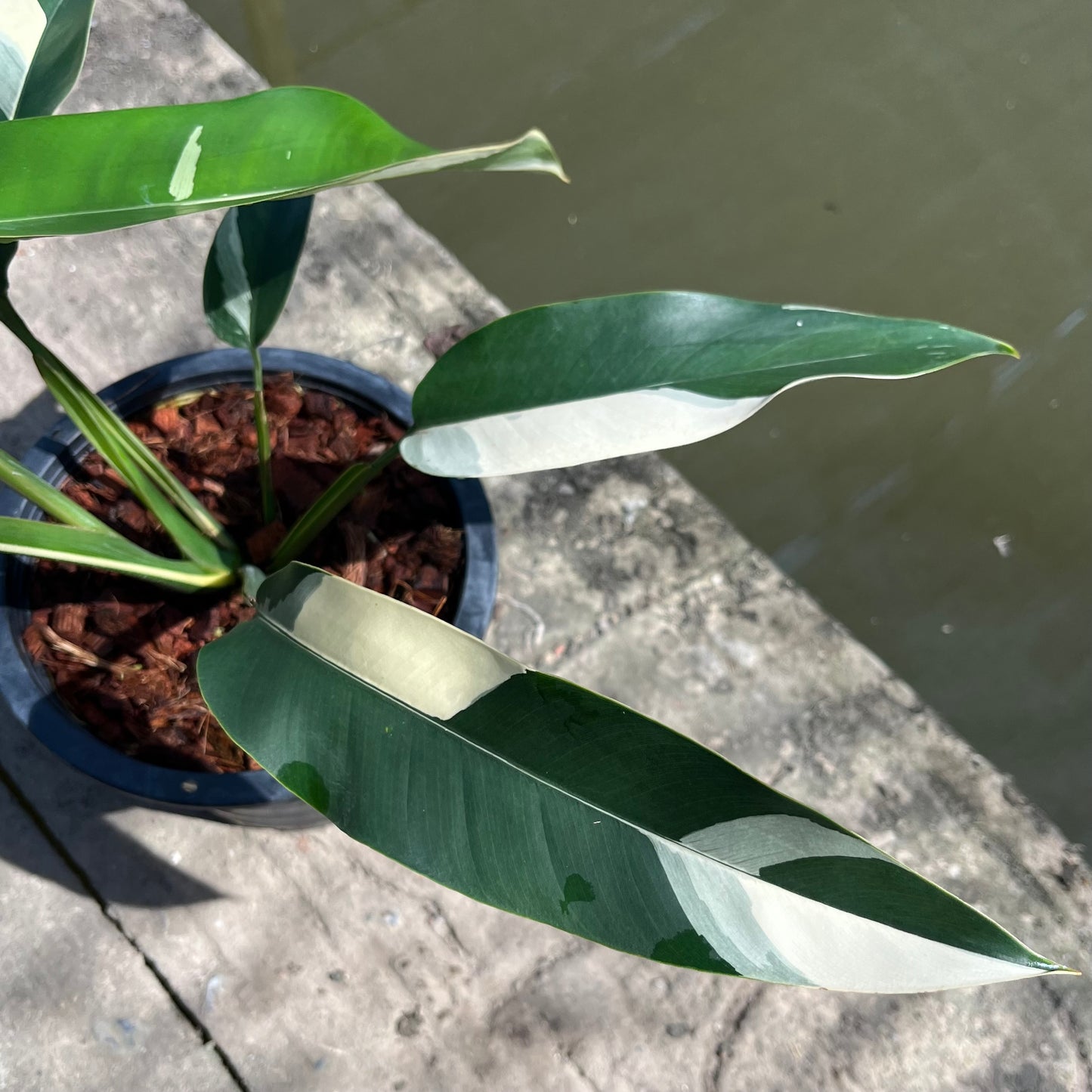 Epipremnum Giganteum White Pearl - Exact Plant (EP011)