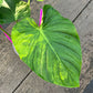 Philodendron Pastazanum Variegated - Exact Plant (P047)