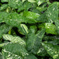 Syngonium Panda