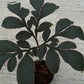 Amorphophallus Saururus