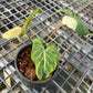Philodendron Gloriosum Variegated- Type 1 - Exact Plant