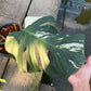Monstera Borsigiana x Mint ‘Jungle’ - XXL Size - Exact Plant (M040)