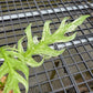 Epipremnum Devil Monster - Exact Plant (EP001)