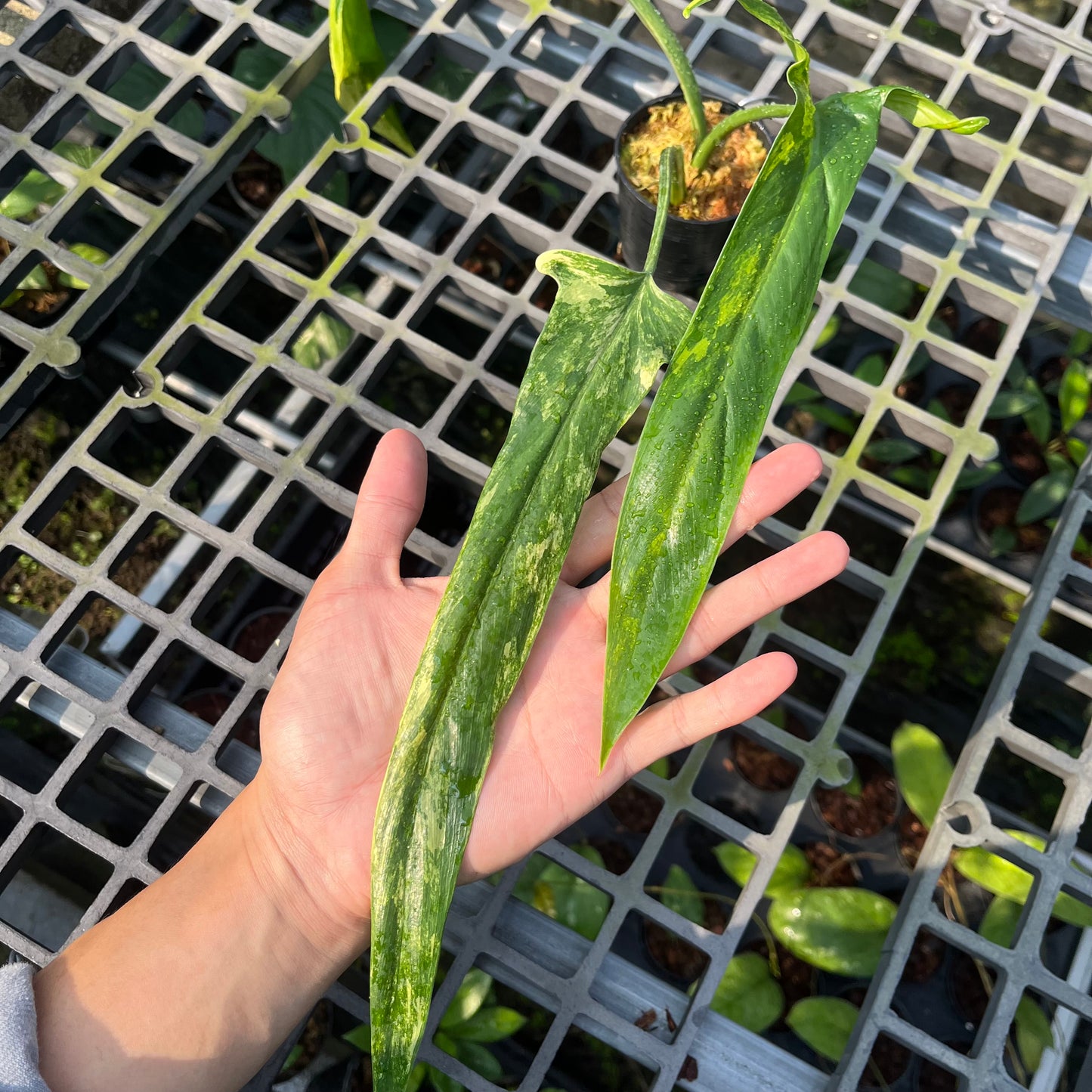 Philodendron Holtonianum Variegated - Exact Plant