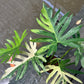 Philodendron Radiatum Variegated