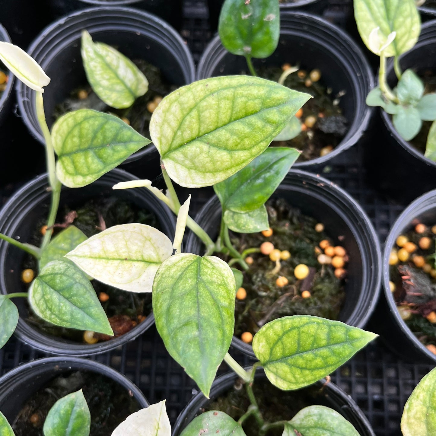 Epipremnum Cebu Blue variegated ghost