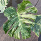 Monstera Ocean Mint - Exact Plant (M047)